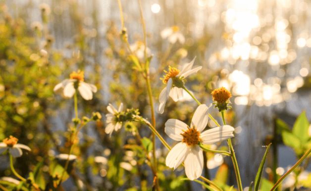 BIOTIC Phocea met l'accent sur le l'environnement et le développement durable dans toutes ses activités.