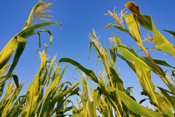 Glycogène végétal issu du maïs pour sérum anti-taches
