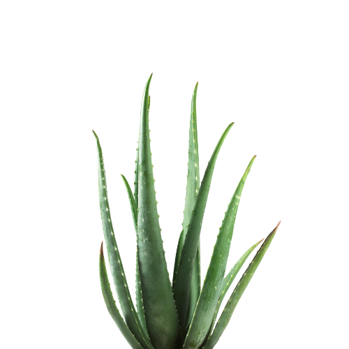Picto aloe vera bio