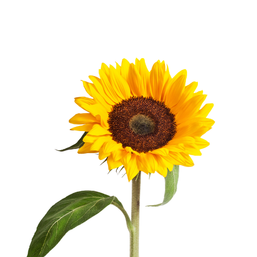 Picto huile de tournesol bio